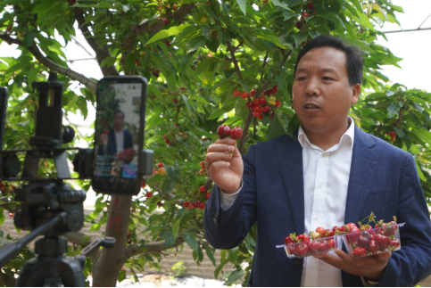 王延昌直播带货生态园樱桃