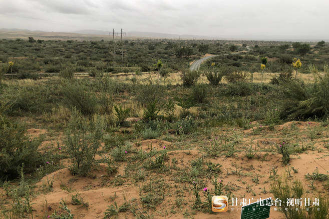 40年沙漠变绿洲 "六老汉"三代人用坚守筑"绿色长城"