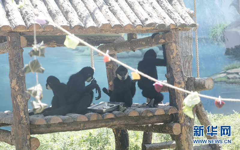黑猩猩们一起“吃”粽子过端午。新华网发