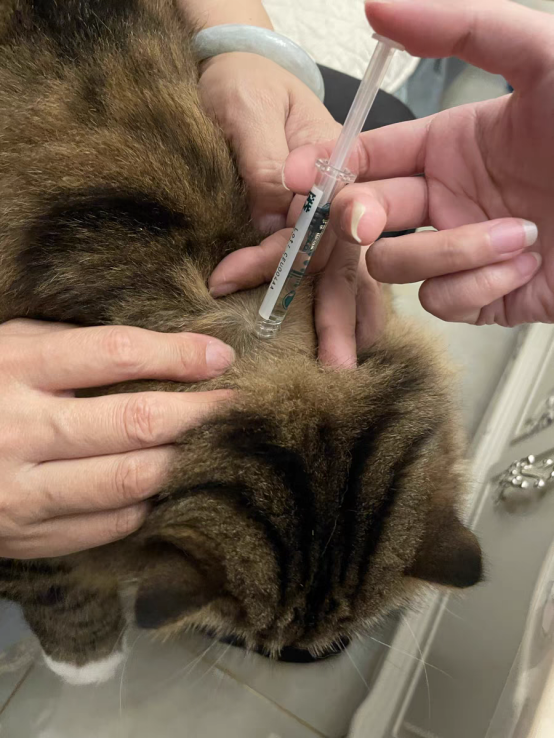 猫咪驱虫怎么做?超详细驱虫方式讲解!