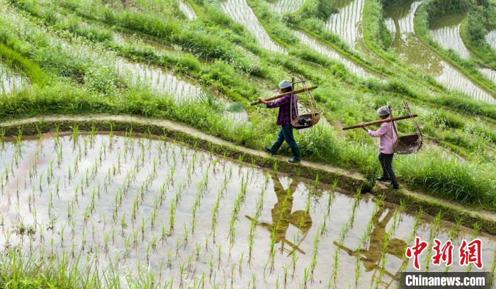 6月12日，江西省婺源县溪头乡江岭梯田晨景。　胡敦煌 摄