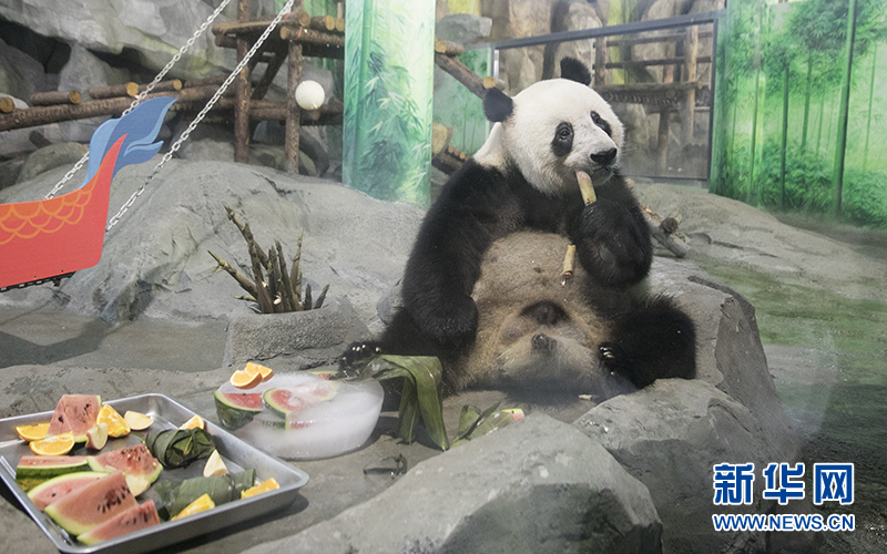 在欧乐堡动物王国大熊猫馆,“国宝”们过节的待遇可真不一般。饲养员给它们准备了冰鲜的西瓜、苹果,还把大熊猫们最爱的杂粮窝头包进新鲜粽叶里,给它们一个原汁原味的端午佳节。新华网发