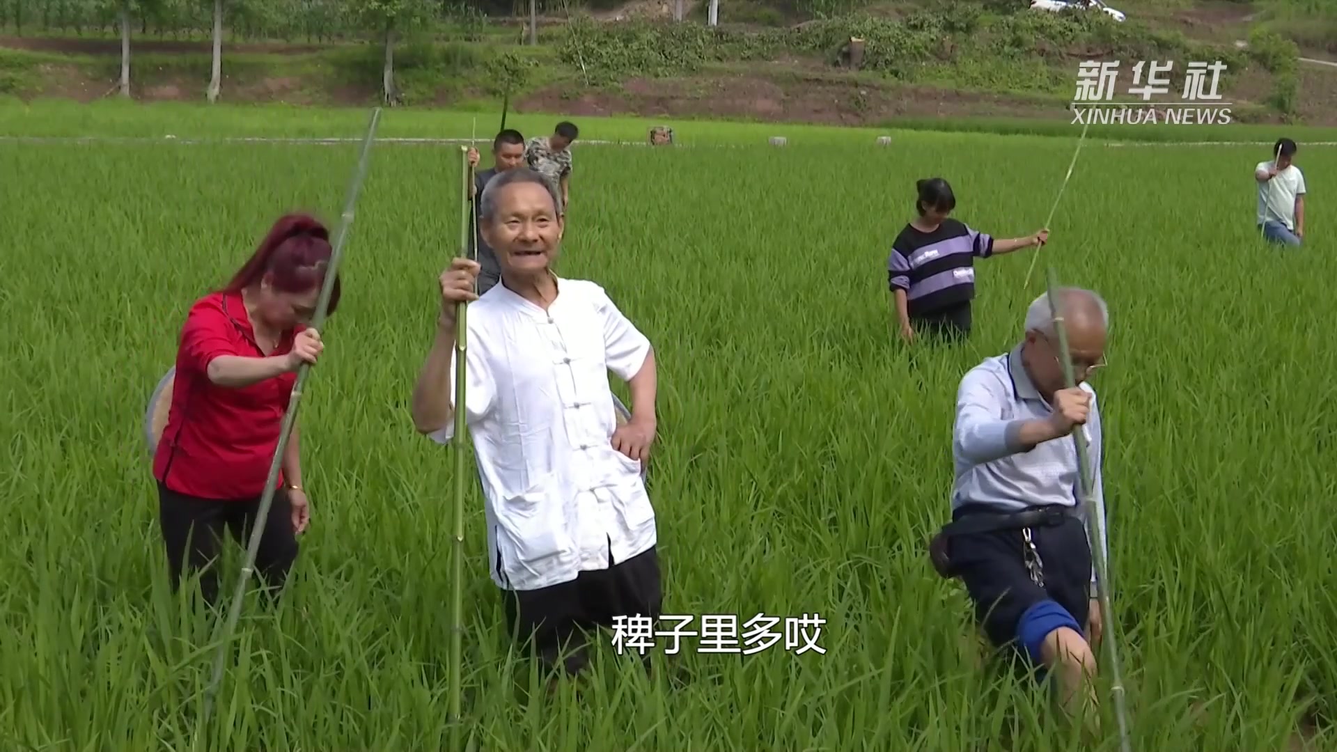 四川泸县：稻田里响起薅秧歌