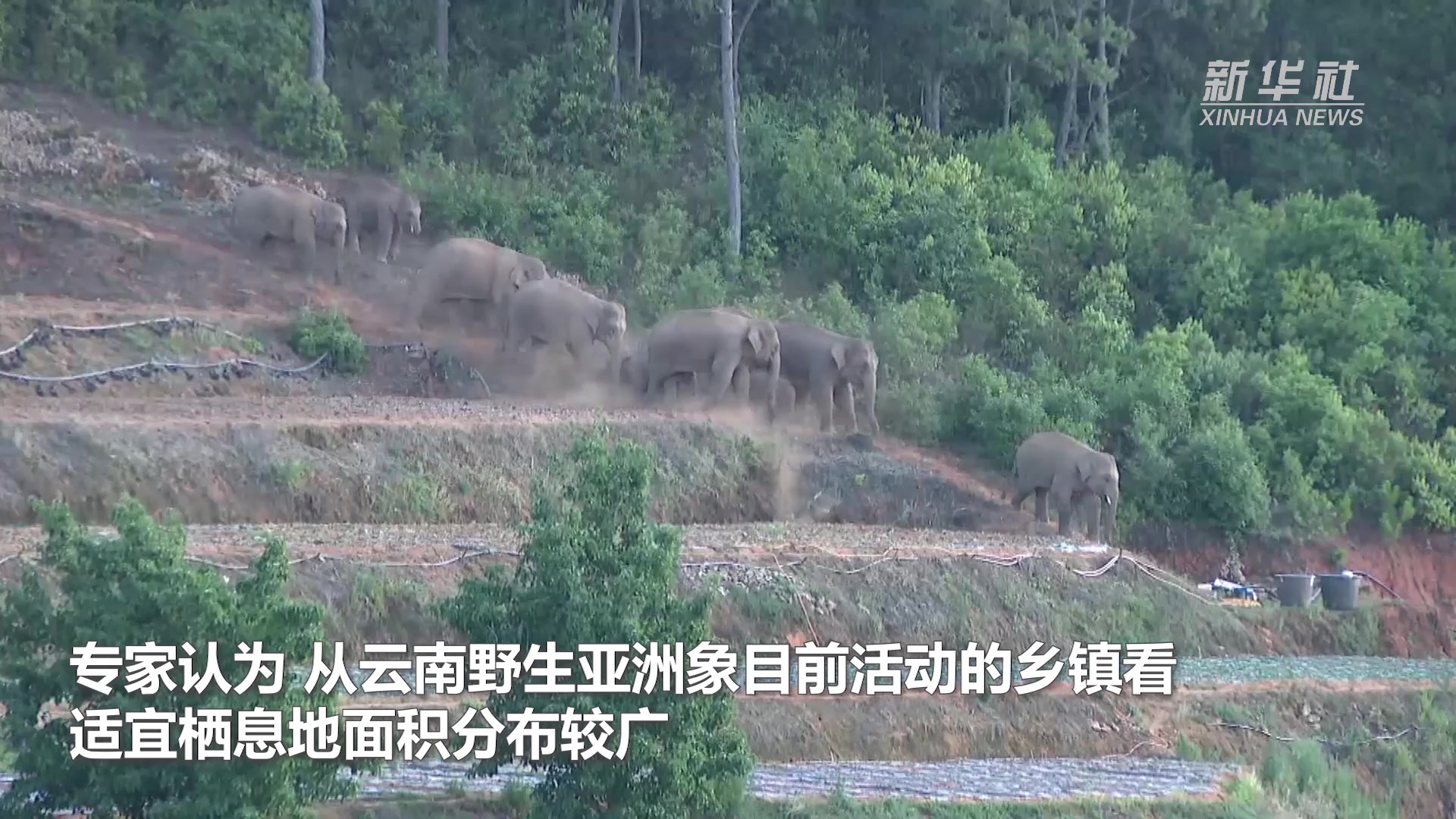 探访云南亚洲象栖息地
