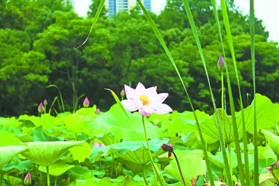月湖公园荷花盛放。