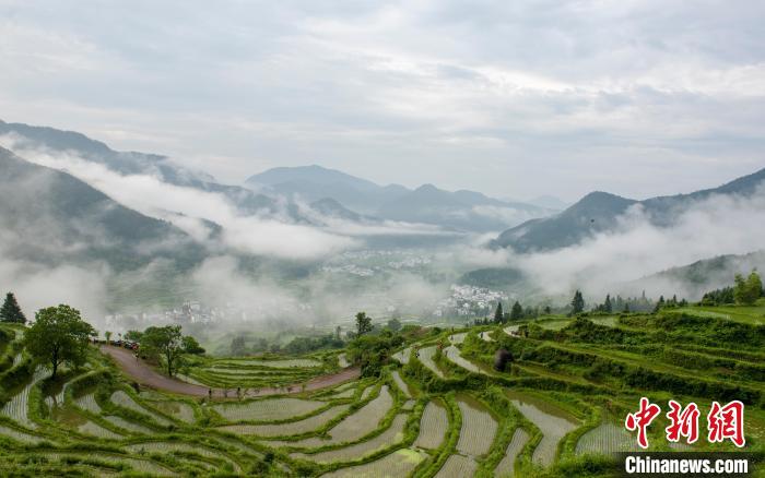 层层叠叠的水田如长龙蜿蜒曲折，在晨雾笼罩下，与远山、粉墙黛瓦的村落相互辉映。　胡敦煌 摄