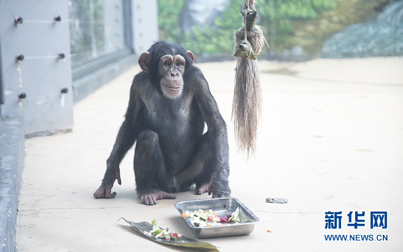 朗朗看着“水果粽子”一直不敢下嘴,拽着饲养员让剥开喂它吃。看它满足的表情,肯定是比平时的水果更加香甜。新华网发
