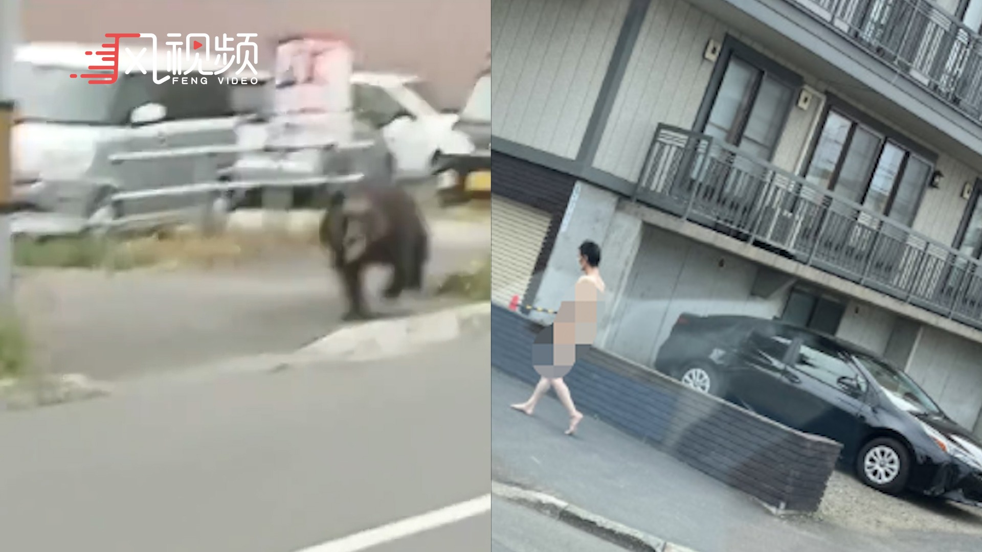 日本北海道一市“热闹非凡”，熊与“裸男”齐出没