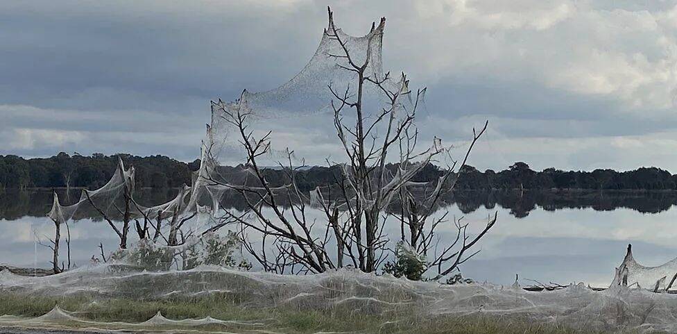 澳洲野外洪灾后飘起"曼妙白纱",竟是百万只蜘蛛在一起织网?