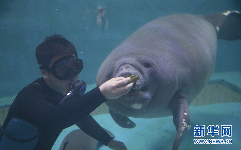 海牛妈妈带着宝宝,进食的是饲养员用海带包裹着生菜、油麦菜、白菜的蔬菜粽,胃口好心情自然好。新华网发