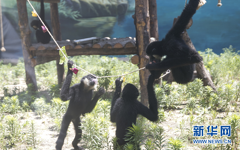 黑猩猩们一起“吃”粽子过端午。新华网发