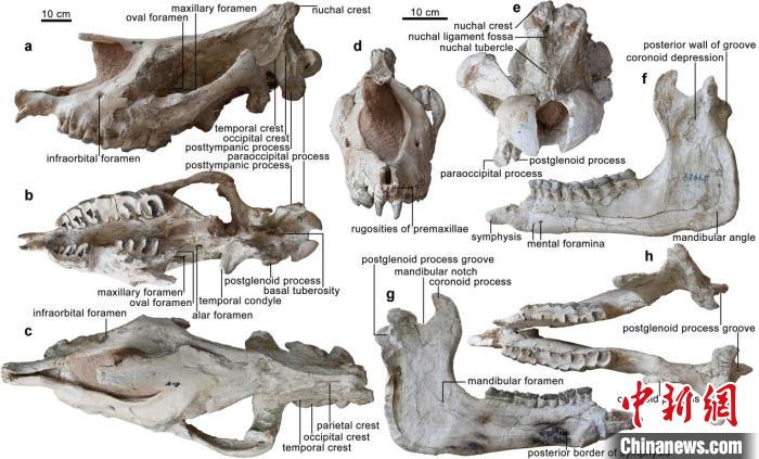 “临夏巨犀”的头骨和下颌骨正型标本。　中科院古脊椎所 供图