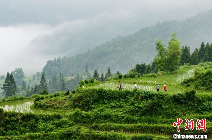 梯田与远山、粉墙黛瓦的村落相互辉映，构成一幅美丽的田园水墨画。　胡敦煌 摄