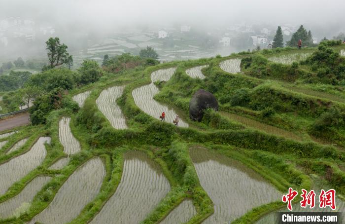 层层叠叠的水田如长龙蜿蜒曲折，在晨雾笼罩下，与远山、粉墙黛瓦的村落相互辉映。　胡敦煌 摄
