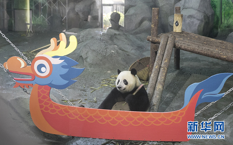 大大的龙舟吊床上摆满了新鲜竹笋,让大熊猫小雅简直乐开了怀,坐在龙舟里大快朵颐。新华网发