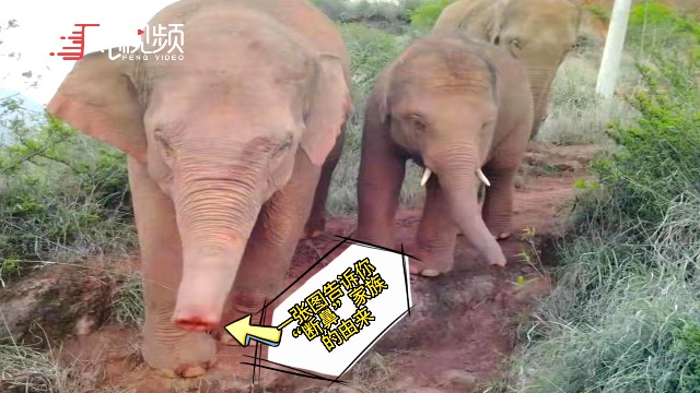 “断鼻家族”因何而得名？红外相机抓拍到“断鼻”本鼻