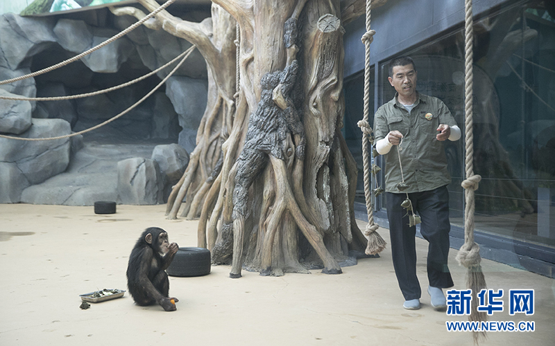 要过节了,黑猩猩朗朗也特别开心。饲养员把火龙果、苹果、葡萄等时鲜瓜果包成粽子的形状,奇怪的食物外形勾起了小家伙十足的好奇心。新华网发