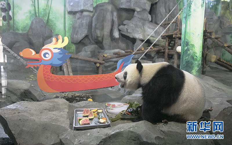 大熊猫“吃”粽子过端午。 新华网发