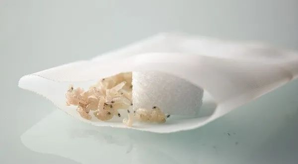 恶心但有效美国复兴蛆虫疗法