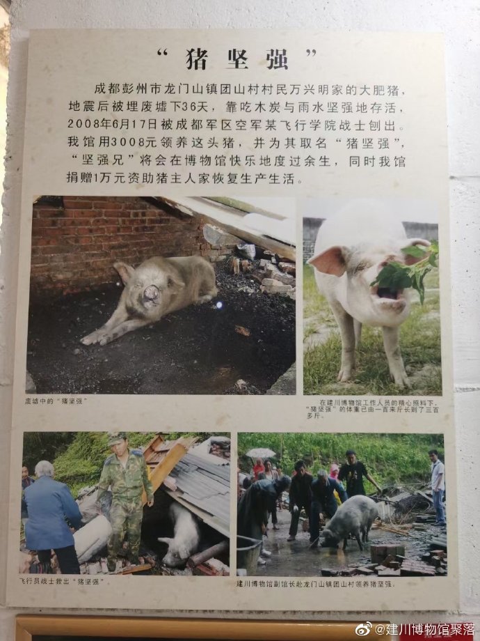 “猪坚强”因年老衰竭死亡