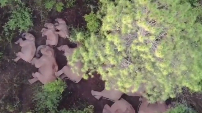 北上象群温馨画面：小象入睡后，母象卷起小树枝为其驱蚊