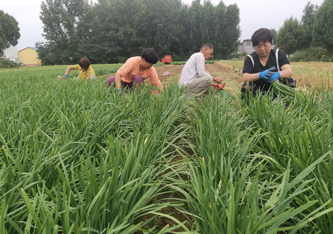 魯山縣麥莊村韭菜種植助民增收