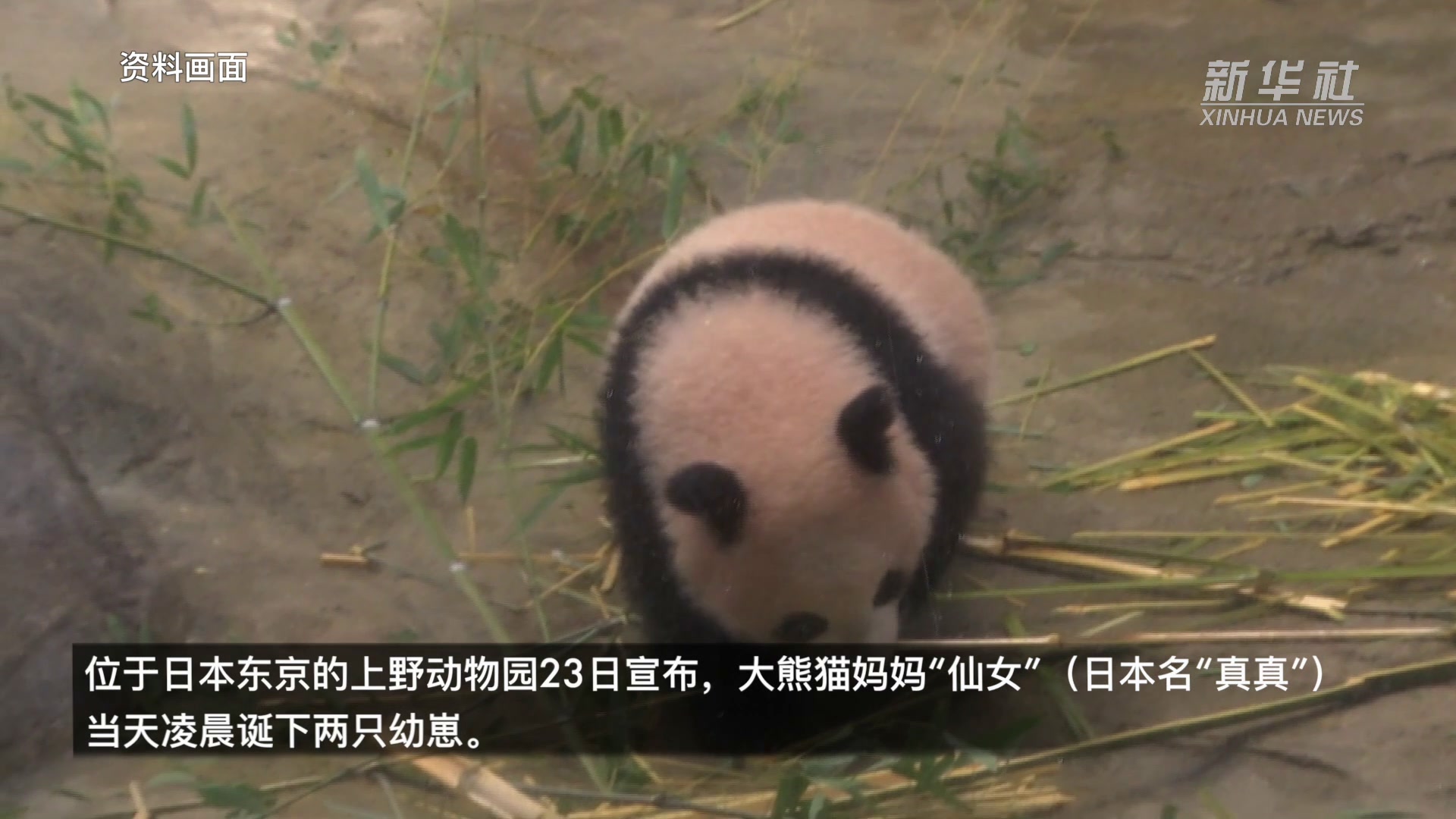 实时更新全球热门联赛包括英超西甲意甲德甲等一键直达比赛现场