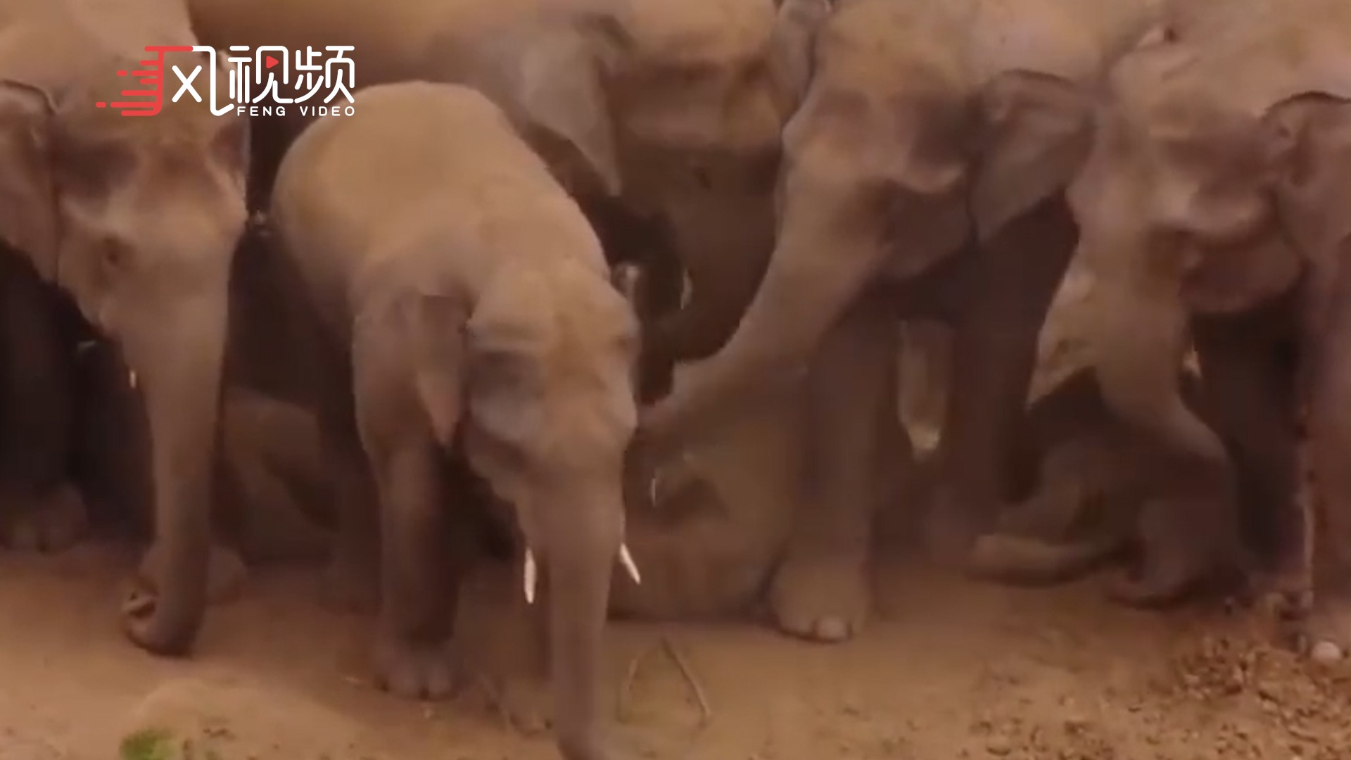 照顾幼崽有一套！几只大象用身体给小象搭凉棚