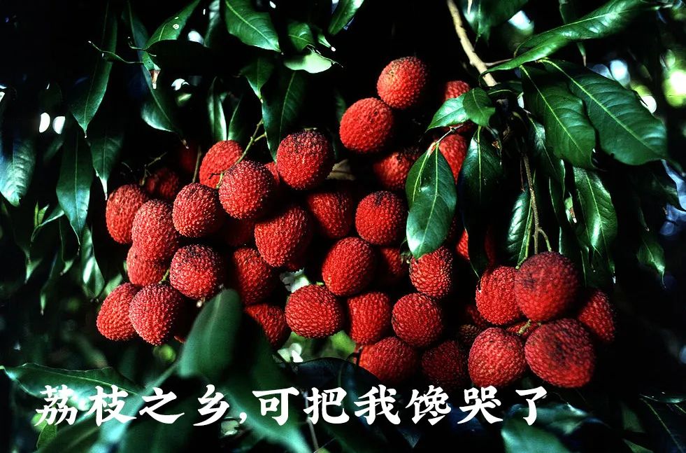 中国最霸道的荔枝县 真被甜翻了