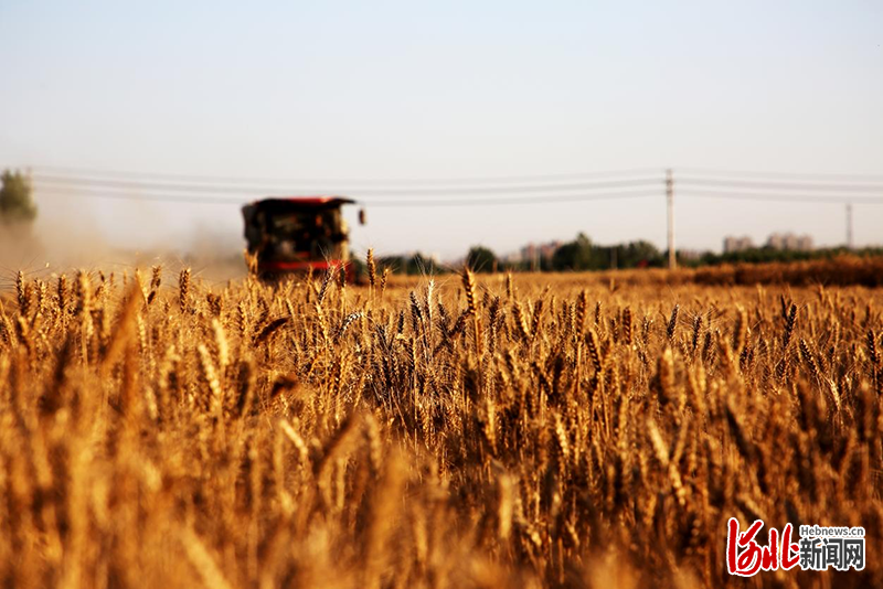 大型收割机正在收割富硒黑小麦。 通讯员刘巨雷摄影报道