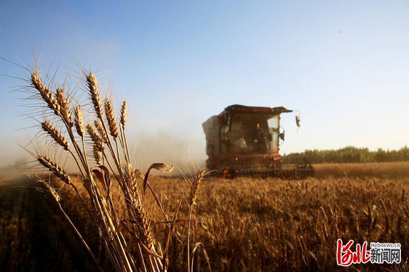 大型收割机正在收割富硒黑小麦。 通讯员刘巨雷摄影报道