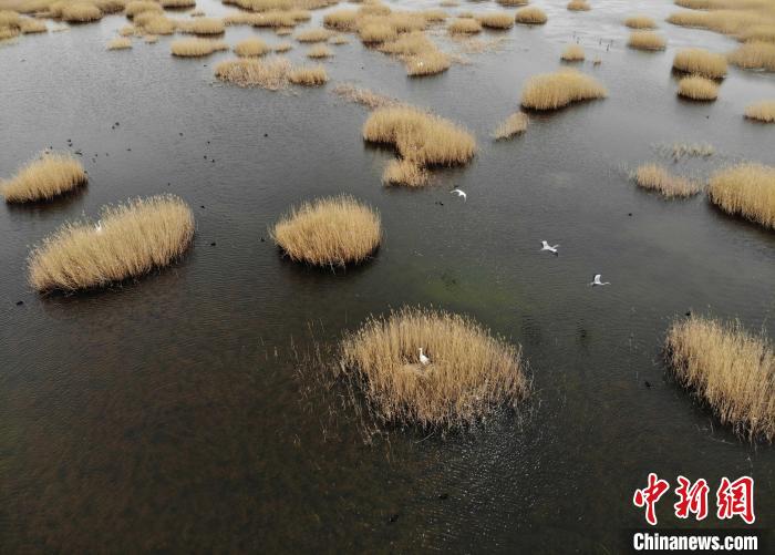 甘肃武威生态“由乱到治”见成效石羊河为干旱区河湖治理树样板