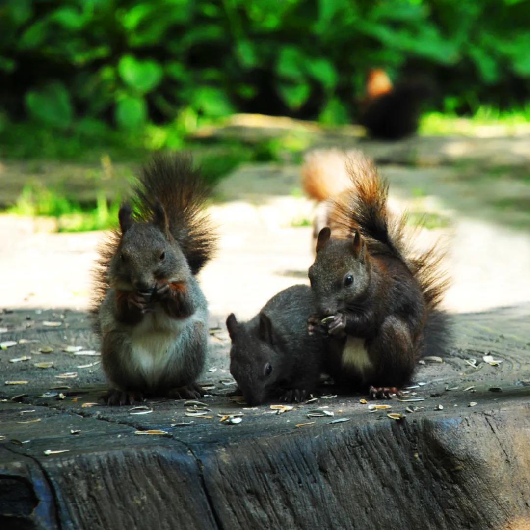 焕然一新太阳瀑和松鼠岛等你来打卡