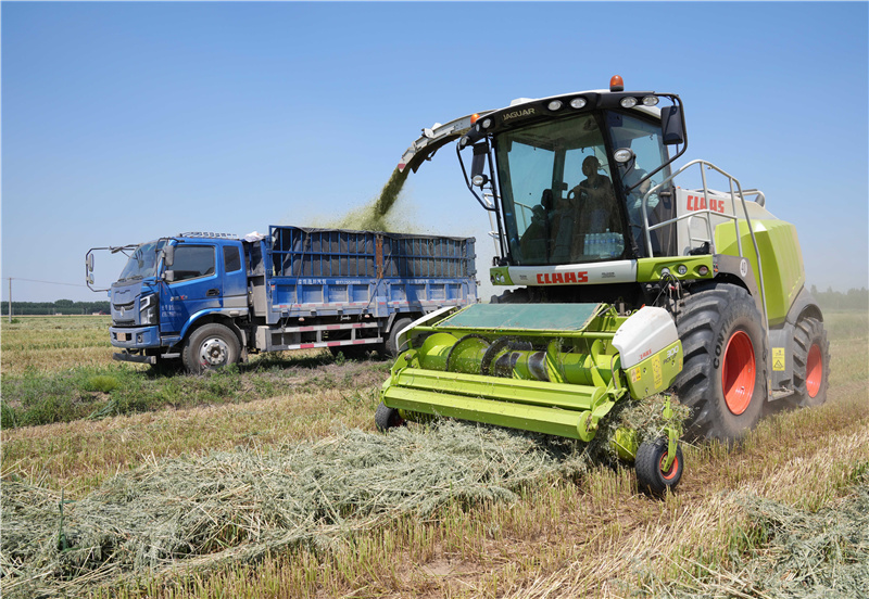 唐山滦南:青贮燕麦收获忙