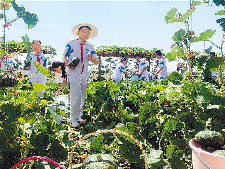 学生在教学楼楼顶的凌云农场摘南瓜