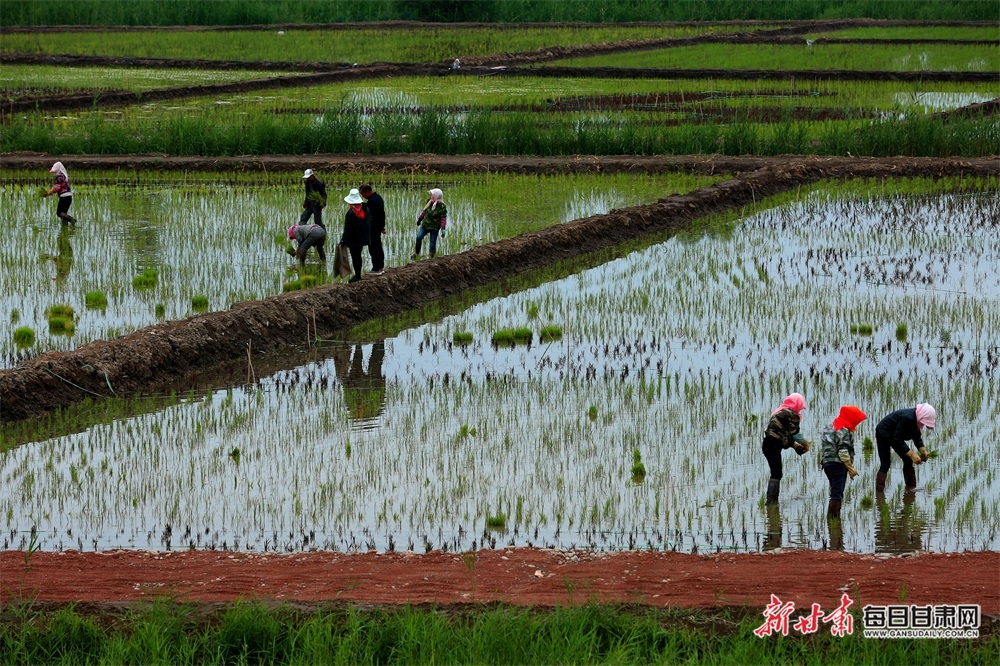 稻田披上新绿装 张掖甘州千亩“乌江贡米”插秧忙