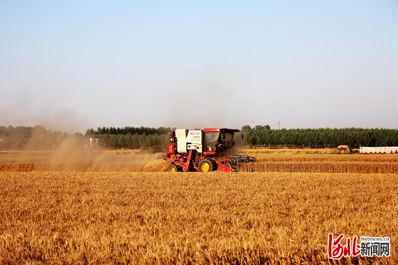 大型收割机正在收割富硒黑小麦。