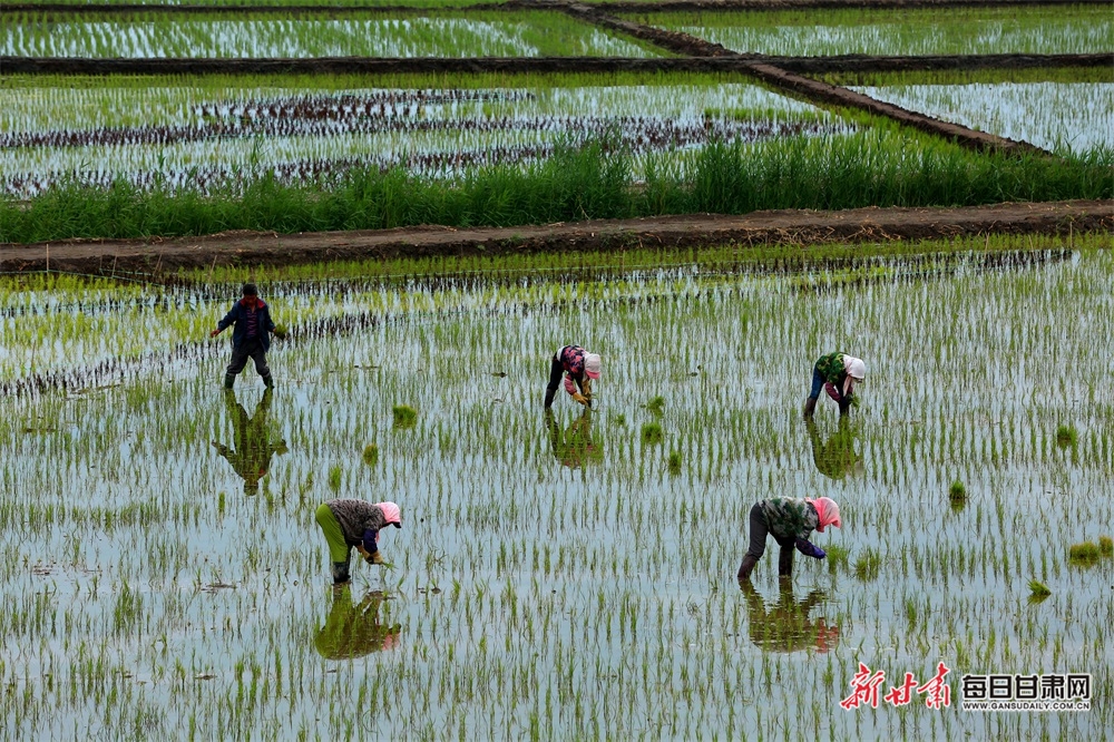 稻田披上新绿装 张掖甘州千亩“乌江贡米”插秧忙