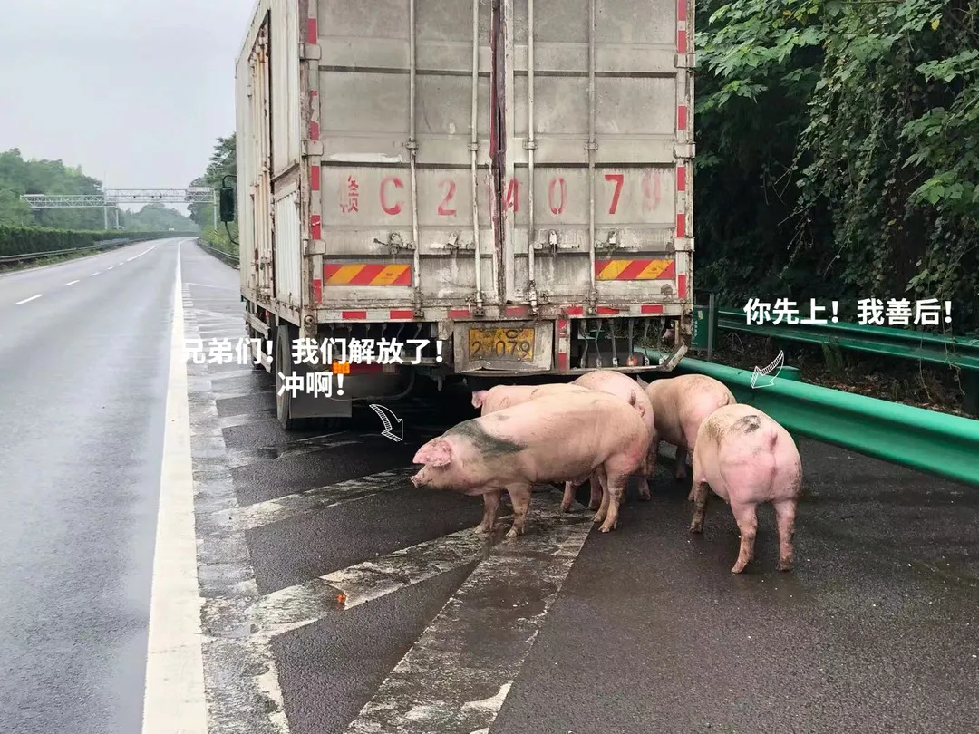 6月20日上午10时59分许,沪昆高速1036km处,一辆载满二师兄的货车
