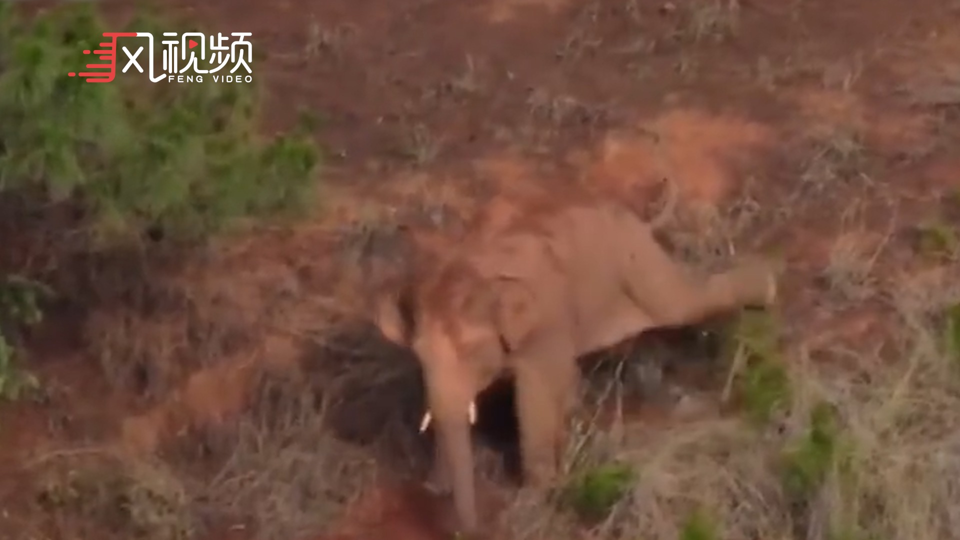 小象对着树练后蹬腿，监测人员：可能是上次和同伴踢腿吃亏了