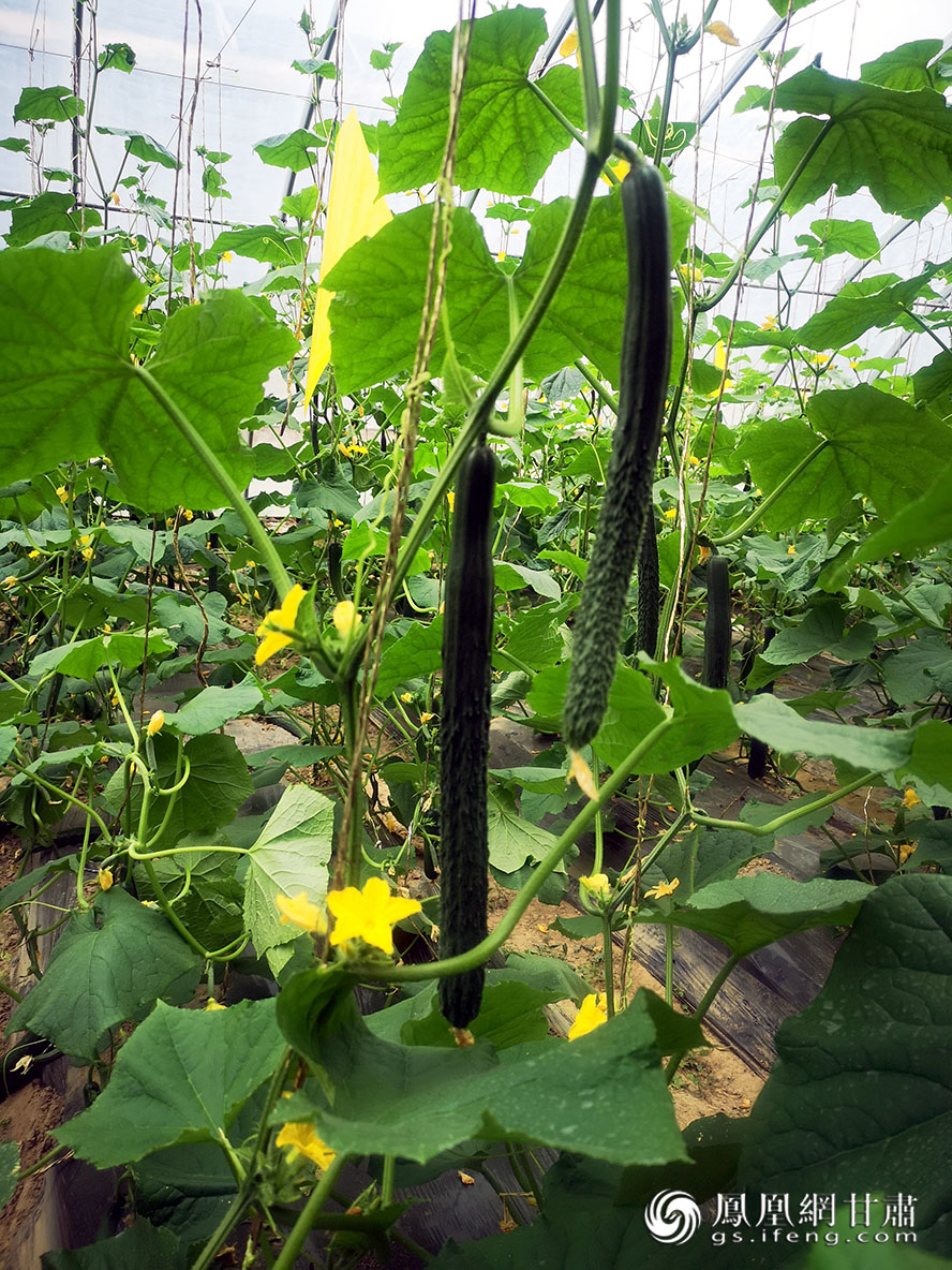 梦幻田园采摘大棚里的蔬菜长势喜人 夏枫 摄