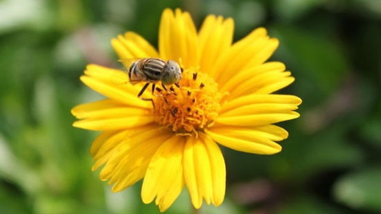 美国期刊刊发论文指出花粉也可传播新冠病毒 凤凰网资讯 凤凰网