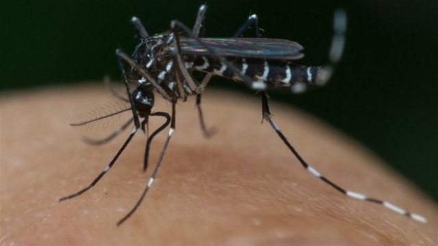 蚊子可随着轮船或者飞机走向世界各地,这也使它成为了病毒传播的罪魁