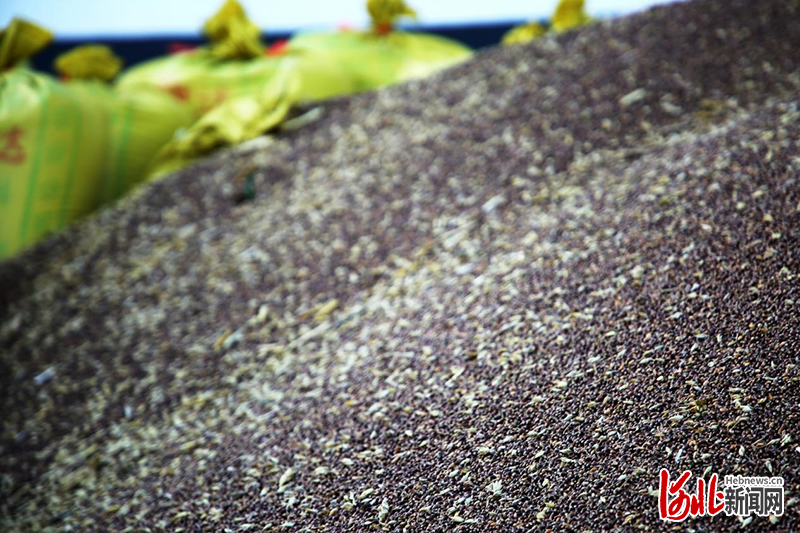 新收获的富硒黑小麦颗粒饱满。 通讯员刘巨雷摄影报道