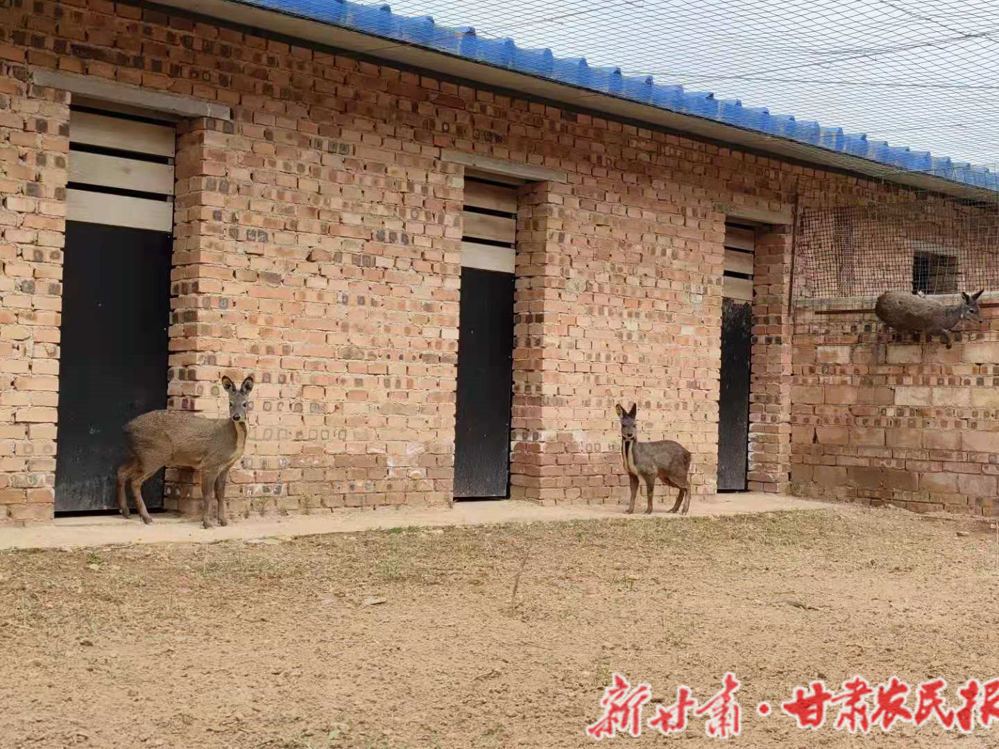 平凉源鑫林麝养殖公司里的林麝