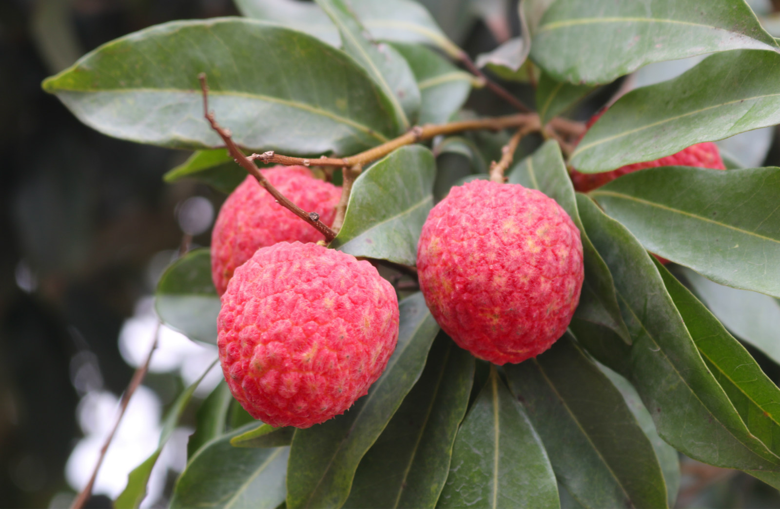 颜色鲜红,果大肉厚核小的"仙进奉"