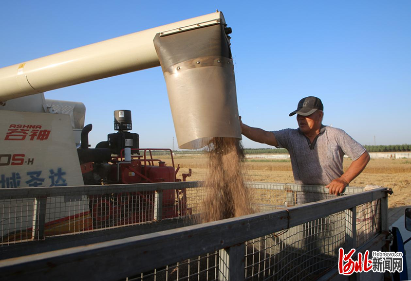 收割完成的富硒黑小麦转运装车。 通讯员刘巨雷摄影报道