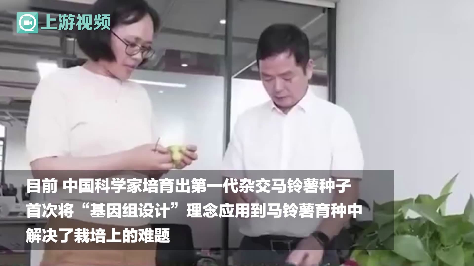 渝视频|中国科学家突破杂交马铃薯育种难题