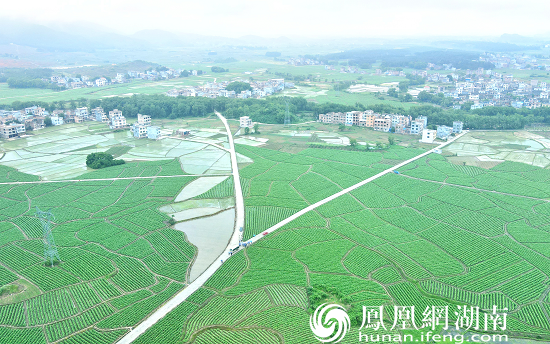 江华县白芒营镇的烟叶田