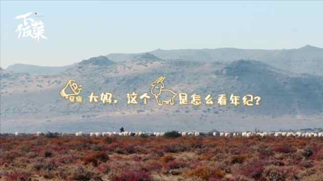 原来羊的牙齿还藏着小秘密